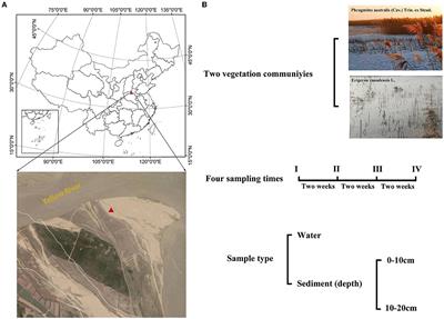 A limited overlap of interactions between the bacterial community of water and sediment in wetland ecosystem of the Yellow River floodplain